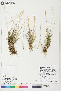 Poa glauca image