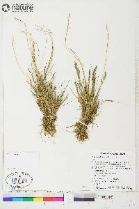 Poa hartzii image