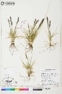 Deschampsia brevifolia image