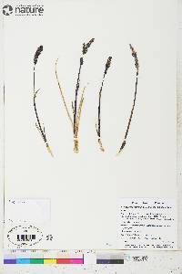 Arctagrostis latifolia subsp. latifolia image