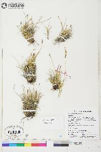 Carex glacialis image