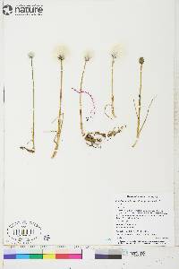 Eriophorum scheuchzeri image