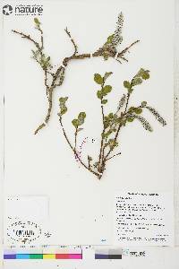 Salix arctica image