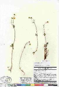 Potentilla nivea image