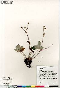 Potentilla nivea image