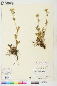 Potentilla pensylvanica image