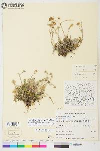 Potentilla rubricaulis image