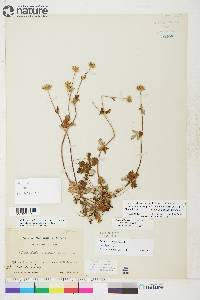 Potentilla arenosa image