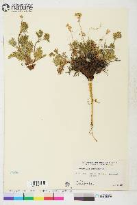 Potentilla pectinata image