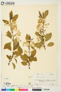 Prunus pensylvanica image