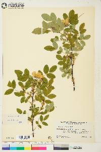 Rosa acicularis image