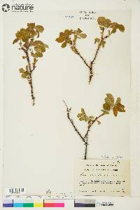 Rosa acicularis image