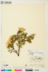 Rosa acicularis image