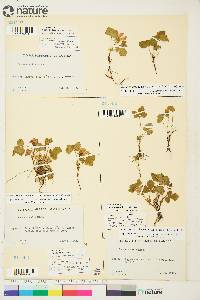 Rubus arcticus image