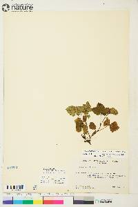 Rubus arcticus image