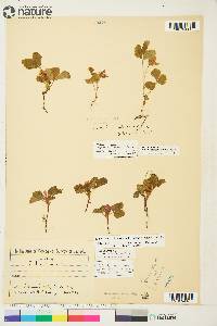 Rubus arcticus image