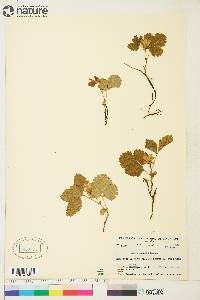 Rubus acaulis image