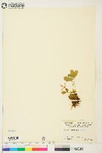 Rubus acaulis image