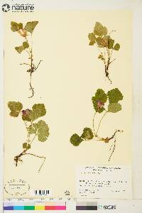 Rubus arcticus image