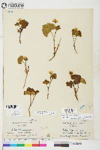 Rubus chamaemorus image