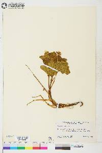 Rubus chamaemorus image