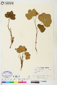 Rubus chamaemorus image