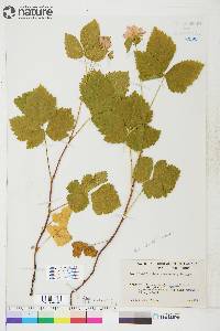 Rubus alaskensis image