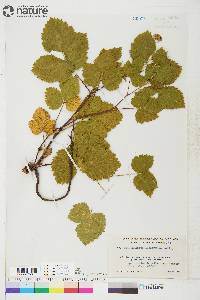 Rubus alaskensis image