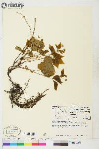 Rubus pubescens image