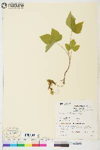 Rubus pubescens image