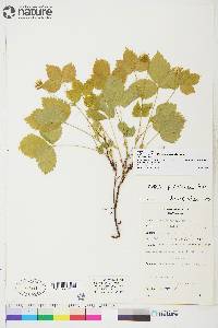 Rubus pubescens image