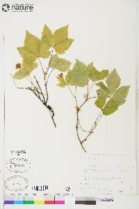 Rubus pubescens image