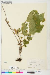 Rubus pubescens image