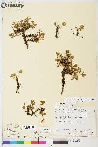 Sibbaldia procumbens image