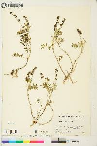 Astragalus eucosmus image