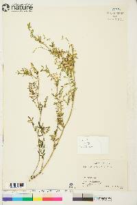 Astragalus multiflorus image