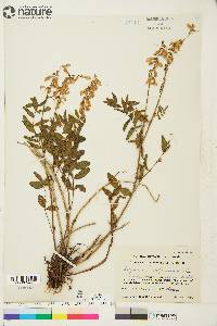 Hedysarum alpinum image