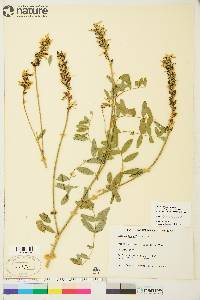 Astragalus williamsii image