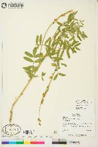 Astragalus williamsii image