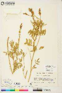 Astragalus williamsii image