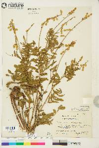 Hedysarum alpinum image