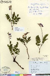 Hedysarum alpinum image