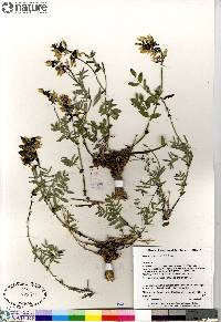 Astragalus australis image