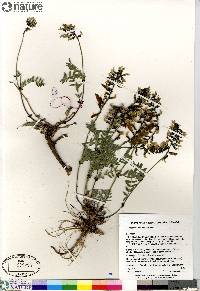 Astragalus australis image