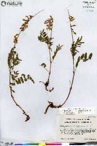 Hedysarum alpinum image