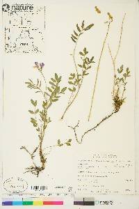 Hedysarum boreale subsp. mackenziei image