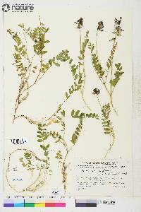 Astragalus alpinus image