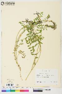 Astragalus alpinus image