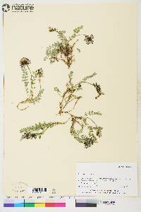 Astragalus alpinus image