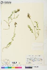 Astragalus alpinus image